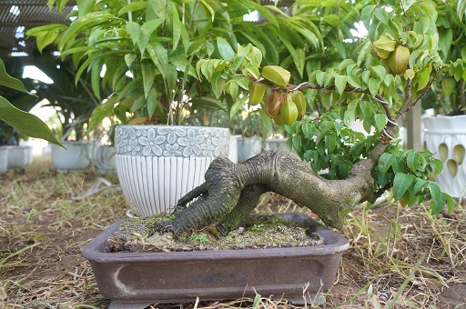 La liệt bonsai độc lạ giá cả cây vàng đại náo thị trường Tết 2018 La liệt bonsai độc lạ giá cả cây vàng đại náo thị trường Tết 2018